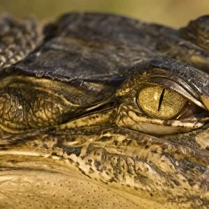 American Alligator - Close-up of eye. Louisiana - Native to southeastern United States - Most abundant in the coastal marshes of Louisiana - Has been known to reach lengths of nearly 20 feet but such individuals are extremely rare today - No