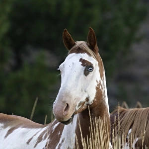 American Quarter / Paint Horse. Ponderosa Ranch - Seneca - Oregon - USA