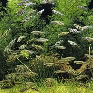 Aquarium - Zebra Danio Fish - feeding