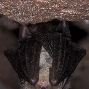 Brown Big-eared Bat / Long-eared Bat - hibernation at cave - NP Bohemian forest - Czech Republic