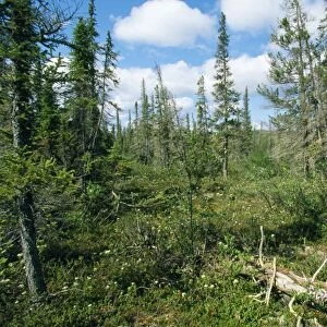 Canada - forest tundra North West Territory