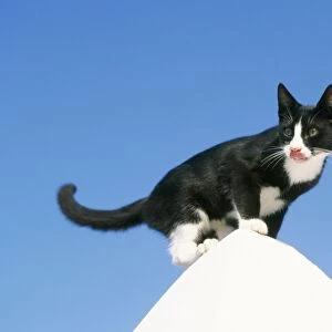 Cat WAT 6289 Black & White Greek Cat on white pinnacle. © M. Watson / ARDEA LONDON