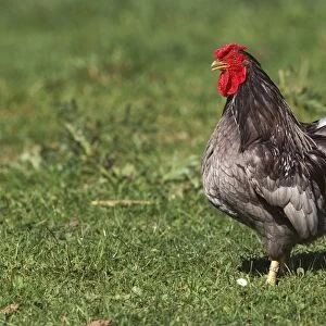 Chicken - Wyandotte Cock / Rooster on grass JPF17874