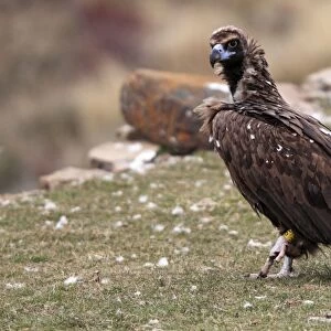 Cinereous / Black Vulture / Monk Vulture / Eurasian Black Vulture. Pyrenees - Spain