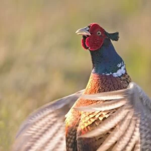 Cock Pheasant Displaying