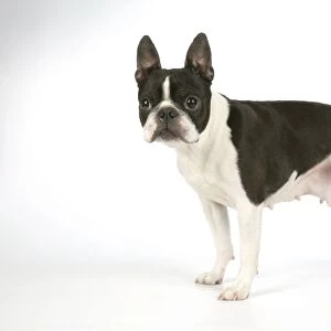 Dog - Boston Terrier