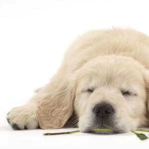 Dog ~ Golden Retriever puppy ~ sleeping with a red rose in its mouth
