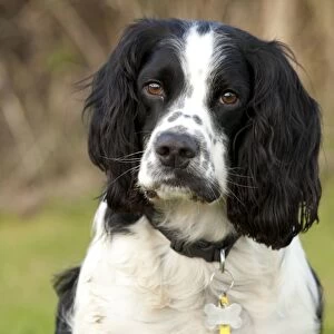 Dog - rescued Black and White Spaniel - Waterloo Kennels - Stoke Orchard - Cheltenham - UK