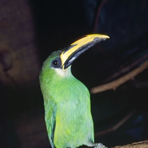 Emerald Toucanet S. E. Mexico to South America