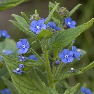 Green alkanet. Naturalised in UK, from S. Europe