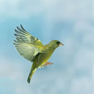 Greenfinch Male In flight, side view, wings up