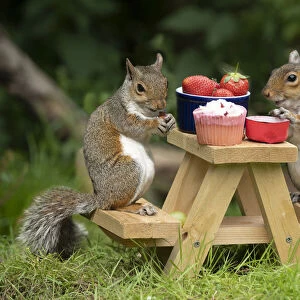 Two Grey Squirrels on a mini picnic bench eating nuts & fruit