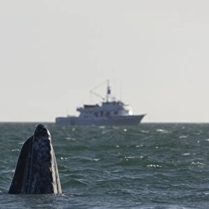 Grey Whale - spy-hopping - San Ignacio Lagoon - Baja California - Mexico