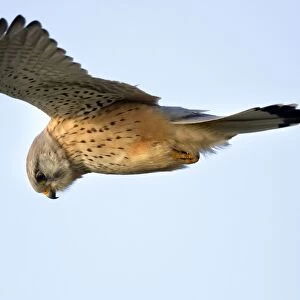 Kestrel - male - in flight - UK