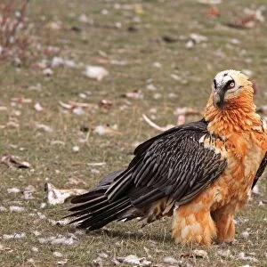 Lammergeier / Bearded Vulture - adult. Pyrenees - Spain