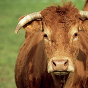 Limousin Bull WAT 5409 Cattle © M. Watson / ARDEA LONDON