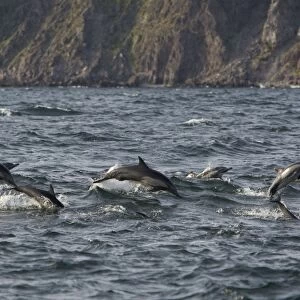 Long-beaked Common Dolphins - Baja California - Mexico