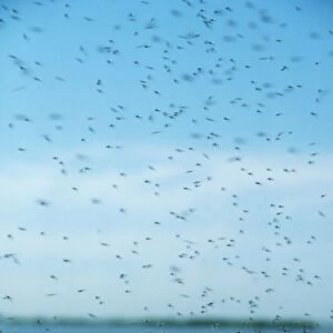 Midges PM 6450 Swarm emerging from lake Chiconomidae © P. Morris / ARDEA LONDON
