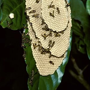 Paper wasp - vertically-layered nest