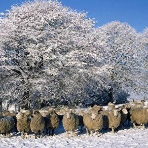 Sheep - in snow Scotland Combination of RTS-831 & RTS-832