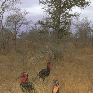 Southern Ground Hornbill - Family group on ground (immatures: yellow throat patch), Kruger National Park, KwaZulu-Natal, South Africa, southern and eastern Africa JPF37851
