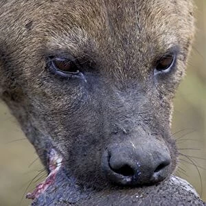 Spotted Hyena - eating hippo hide - Maasai Mara Reserve - Kenya