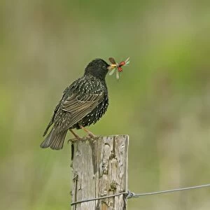 Starling - adult with food for young consisting of Cinnabar moth and two Common Blue Damselflies