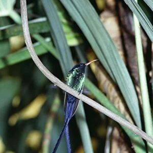 Streamer-Tailed / Doctor Hummingbird Endemic to Jamaica