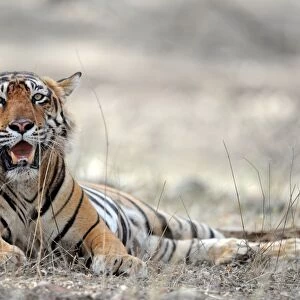 Tiger - lying down with mouth open - Ranthambhore National Park - Rajasthan - India