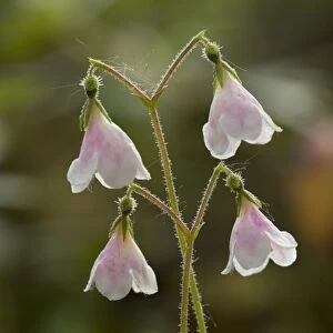 Twinflower (Linnaea borealis) in flower. Very rare in Scotland