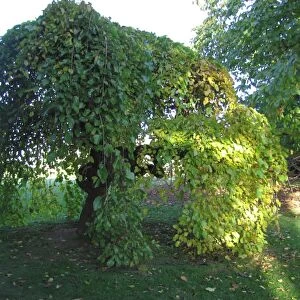 Weeping White Mulberry Tree