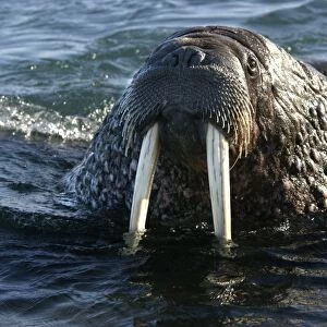 Whiskered / Atlantic Walrus - head out of water