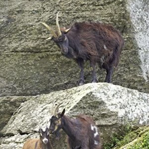 Wild Goats of Lynton Valley of the Rocks, Lynton, Exmoor National Park, Devon, UK MA000077