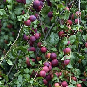 Wild Plum Tree - ripening fruits or plums, Hessen, Germany