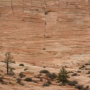 Zion National Park, Utah: huge sandstone cliff at checkerboard mesa