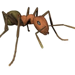 Ant, artwork