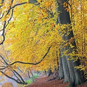 Beech forest in autumn C018 / 1772