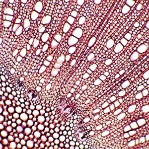 Birch stem, light micrograph