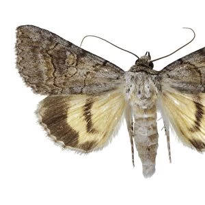 Catocala mariana moth C016 / 2104