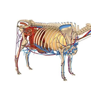 Cow anatomy, artwork