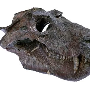 Cynognathus synapsid skull fossil C016 / 6147