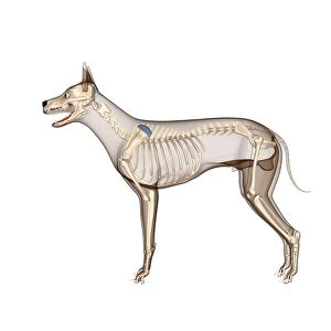 Dog anatomy, artwork