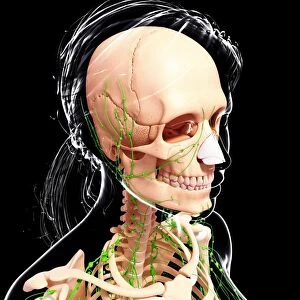 Female anatomy, artwork F007 / 3773