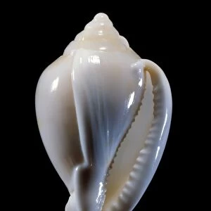 Helmet shell sea snail shell C019 / 1299
