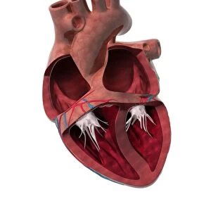 Internal heart anatomy, artwork