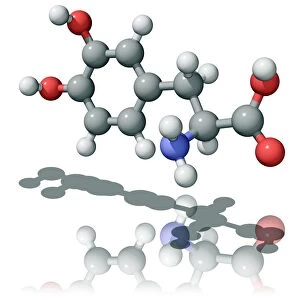 Levodopa molecule