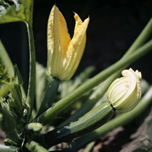 Organic courgettes