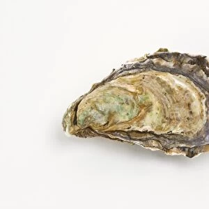 Pacific oyster