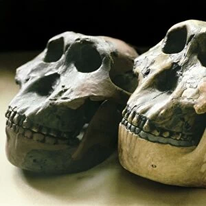 Paranthropus boisei skulls
