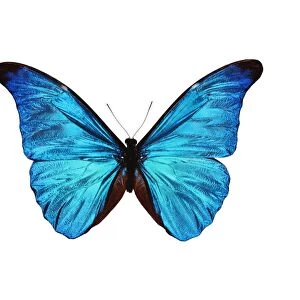 Rhetenor blue morpho butterfly